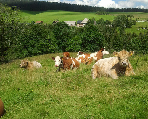 Farnbauernhof Schönwald (Schönwald) Farnbauernhof Schönwald (Schönwald)