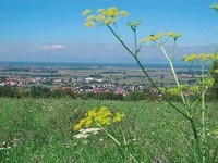 (Bildnachweis: Mit freundlicher Genehmigung der Gemeinde Kippenheim) (Bildnachweis: Mit freundlicher Genehmigung der Gemeinde Kippenheim)
