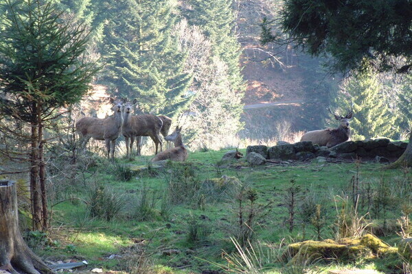 Wildgehege Bermersbach Copyright: (Mit freundlicher Genehmigung der Gemeinde Forbach) Wildgehege Bermersbach Copyright: (Mit freundlicher Genehmigung der Gemeinde Forbach)