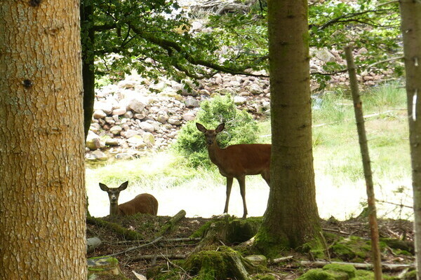 Wildgehege Tonbach Copyright: (Mit freundlicher Genehmigung von Baiersbronn Touristik) Wildgehege Tonbach Copyright: (Mit freundlicher Genehmigung von Baiersbronn Touristik)
